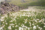 narcisse1_s